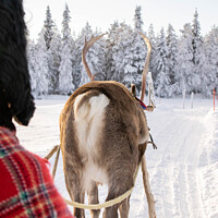 Buy canvas prints of Reindeer sleigh ride by Hannah Temple
