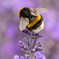 Buy canvas prints of Bumble Bee on the Lavender by Hannah Temple