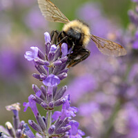 Buy canvas prints of Bee on lavender by Hannah Temple