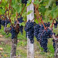 Buy canvas prints of Grapes for the picking  by Hannah Temple
