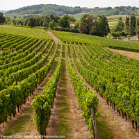 Buy canvas prints of French Vineyard by Hannah Temple