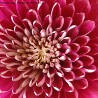 Buy canvas prints of Chrysanthemum by Hannah Temple