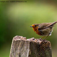 Buy canvas prints of Robin by Hannah Temple