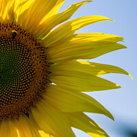 Buy canvas prints of Sunflower by Hannah Temple