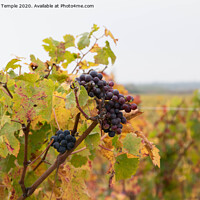 Buy canvas prints of Autumnal Grapes by Hannah Temple