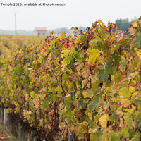 Buy canvas prints of Autumnal vines by Hannah Temple