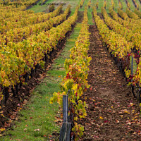 Buy canvas prints of Autumnal Vines  by Hannah Temple
