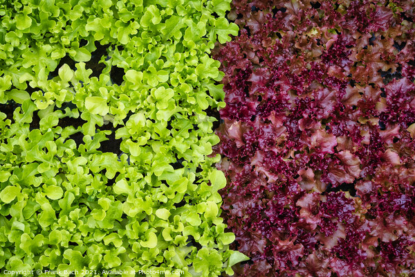 Salad Lettuce in two colors ready to eat Picture Board by Frank Bach