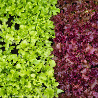 Buy canvas prints of Salad Lettuce in two colors ready to eat by Frank Bach