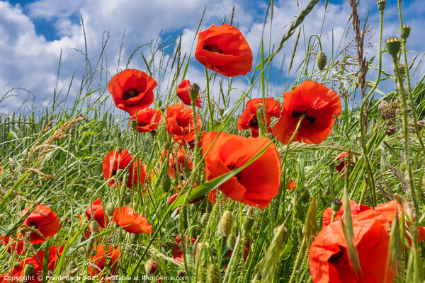 Red wild  vibrant poppies in a field Picture Board by Frank Bach