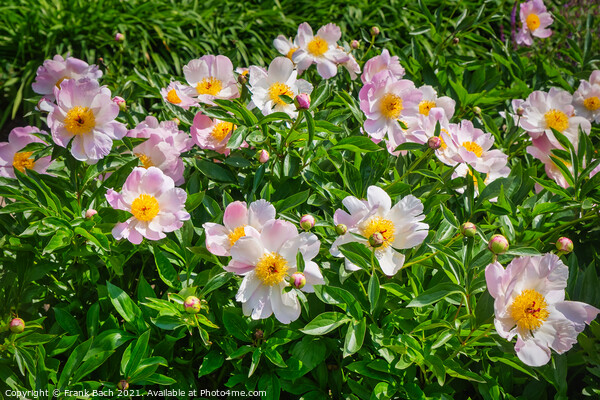 Peonies pink and beautiful in full bloom Picture Board by Frank Bach