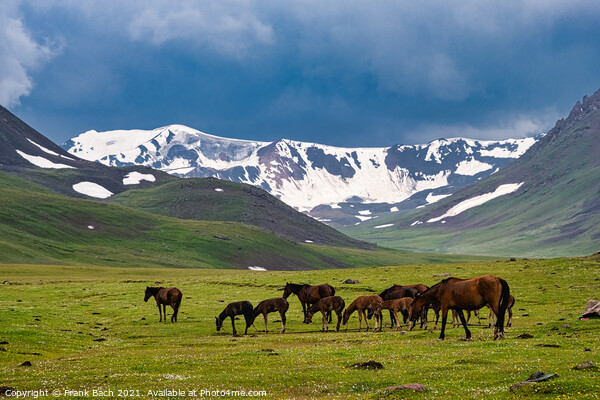 A beautiful shot of horses grazing in a field Picture Board by Frank Bach