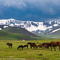 Buy canvas prints of A beautiful shot of horses grazing in a field by Frank Bach