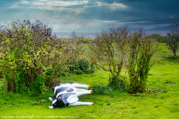 Plastic cow fallen in a storm, Hjerting Esbjerg, Denmark Picture Board by Frank Bach