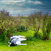 Buy canvas prints of Plastic cow fallen in a storm, Hjerting Esbjerg, Denmark by Frank Bach