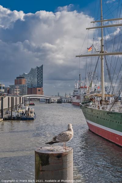Hamburg Elb harbor with seagulls, Germany Picture Board by Frank Bach
