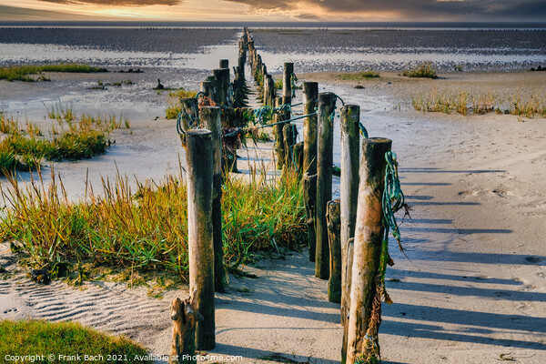 Poles on the beach on Mandoe in the wadden sea, Esbjerg Denmark Picture Board by Frank Bach