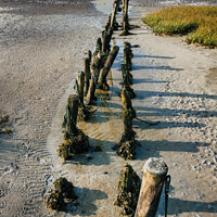 Buy canvas prints of Poles on the beach on Mandoe in the wadden sea, Esbjerg Denmark by Frank Bach