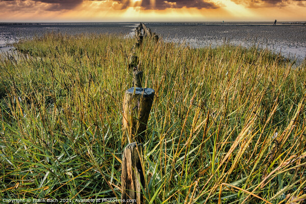 Poles on the beach on Mandoe in the wadden sea, Esbjerg Denmark Picture Board by Frank Bach