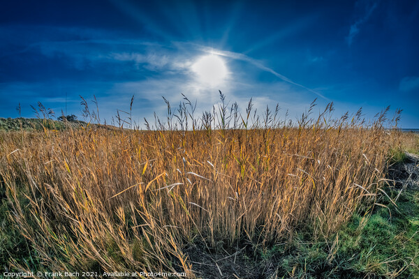 Rushes near the beach on the island Mandoe in the wadden sea, Es Picture Board by Frank Bach
