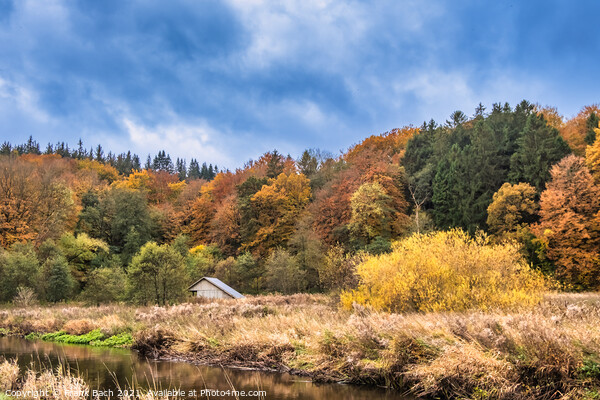 Autumn warm colored leaves, fields and wetlands near Vejle city  Picture Board by Frank Bach