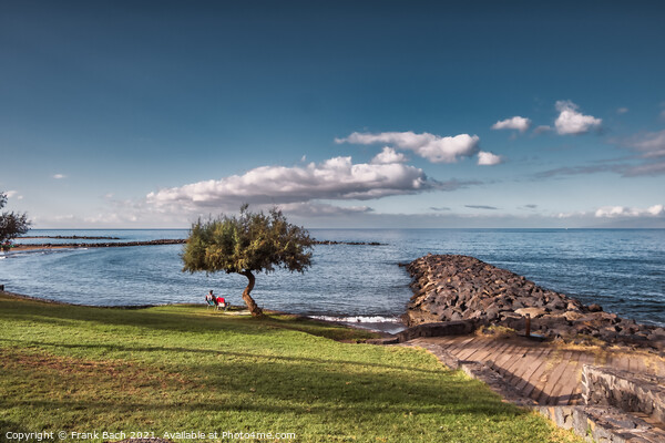 Beach with lonely tree Playa Los Americas on Tenerife, Spain Picture Board by Frank Bach