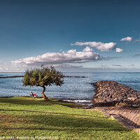 Buy canvas prints of Beach with lonely tree Playa Los Americas on Tenerife, Spain by Frank Bach