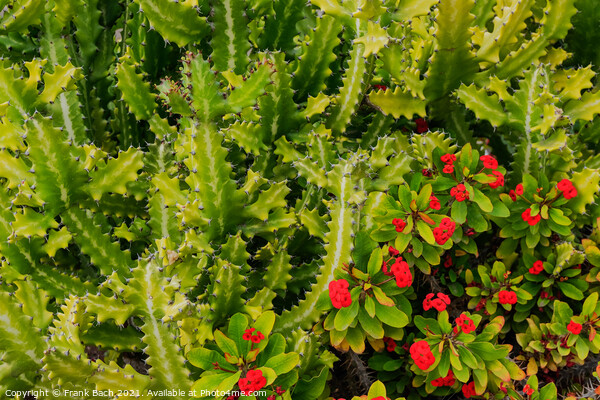 Euphorbiae succulents in Playa Los Americas on Tenerife, Spain Picture Board by Frank Bach