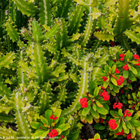 Buy canvas prints of Euphorbiae succulents in Playa Los Americas on Tenerife, Spain by Frank Bach