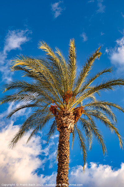 Date tree palm in Playa Los Americas on Tenerife, Spain Picture Board by Frank Bach