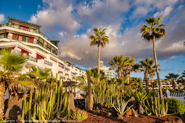 Euphorbiae succulents in Paya Los Americas on Tenerife, Spain Picture Board by Frank Bach