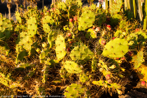 Cactus opuntia in Playa Los Americas on Tenerife, Spain Picture Board by Frank Bach