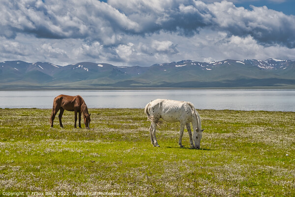 Horses grazing at the Traditional Yurt camp at the Son Kul lake  Picture Board by Frank Bach