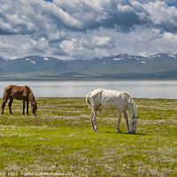 Buy canvas prints of Horses grazing at the Traditional Yurt camp at the Son Kul lake  by Frank Bach