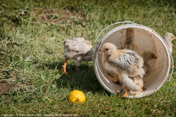 Chickens in an empty plastic bucket, Kyrgyztan Picture Board by Frank Bach
