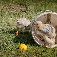 Buy canvas prints of Chickens in an empty plastic bucket, Kyrgyztan by Frank Bach