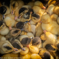 Buy canvas prints of Ducklings for sale on a market in Kyrgyztan by Frank Bach