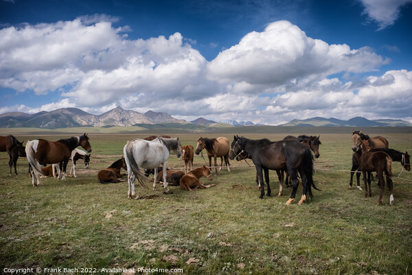 Herd of horses at lake Son Kul in the mountains og Kyrgysztan Picture Board by Frank Bach