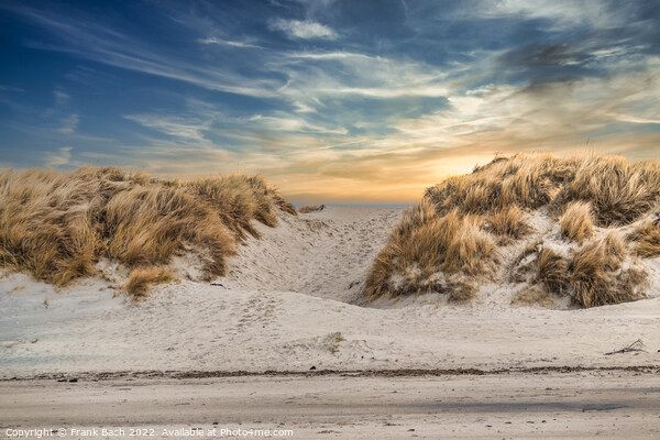 Dunes at the North Sea coast at Blaavand Beach, Denmark Picture Board by Frank Bach