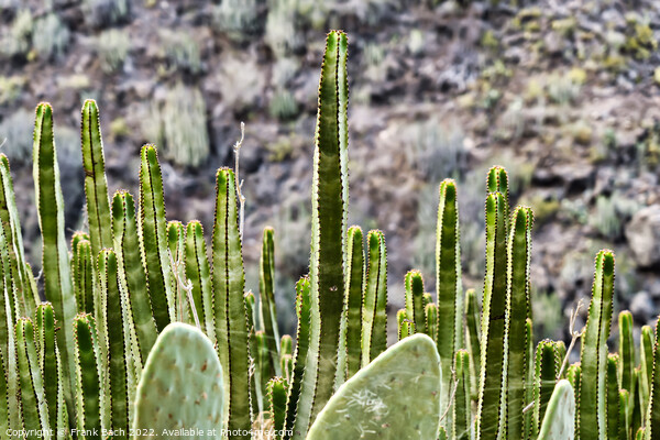 Barranco del Infierno cactus and euphorbiae on walking path near Picture Board by Frank Bach