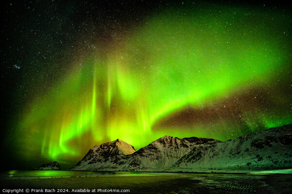 Northern lights aurora on Lofoten, Norway Picture Board by Frank Bach