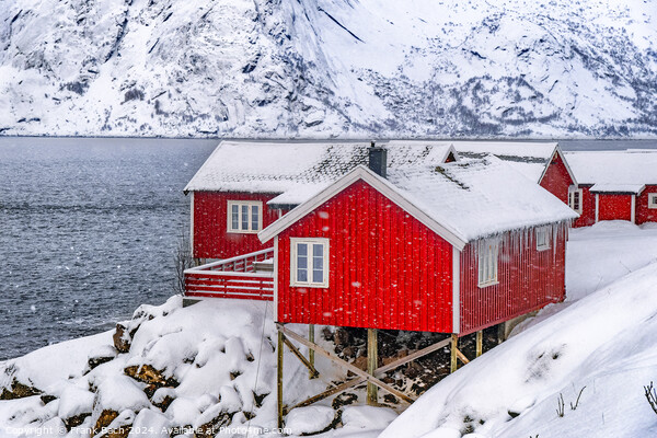 Red rorbu lodges in Hamnoy on Lofoten, Norway Picture Board by Frank Bach