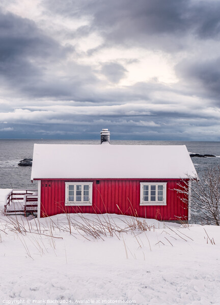 Red rorbu lodges in Hamnoy on Lofoten, Norway Picture Board by Frank Bach