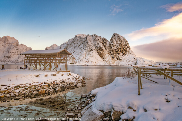 Cod drying racks in Hamnoy on Lofoten, Norway Picture Board by Frank Bach