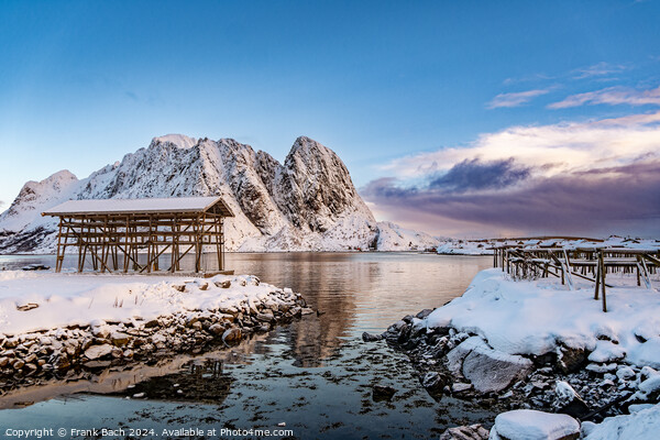 Cod drying racks in Hamnoy on Lofoten, Norway Picture Board by Frank Bach