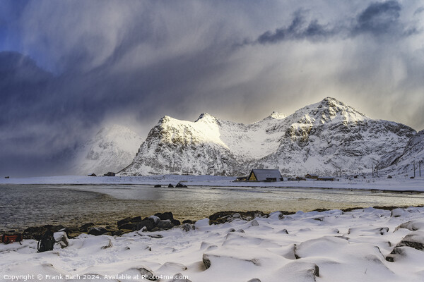 Lofoten vik beach in winter time, Norway Picture Board by Frank Bach