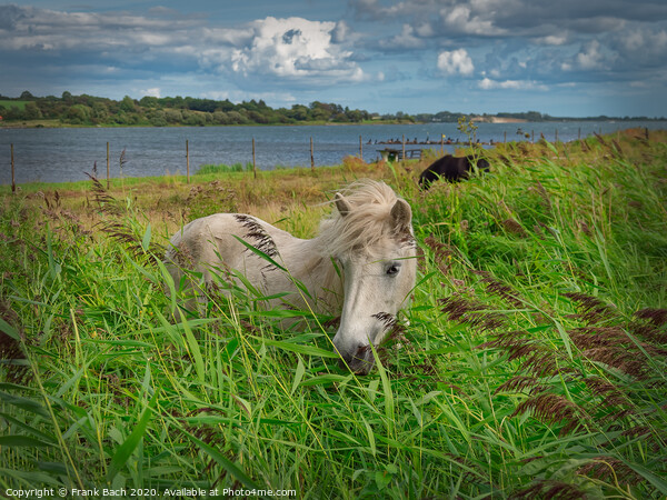 White horse eating reed near Flensborg fjord at Gendarmstien, Denmark Picture Board by Frank Bach