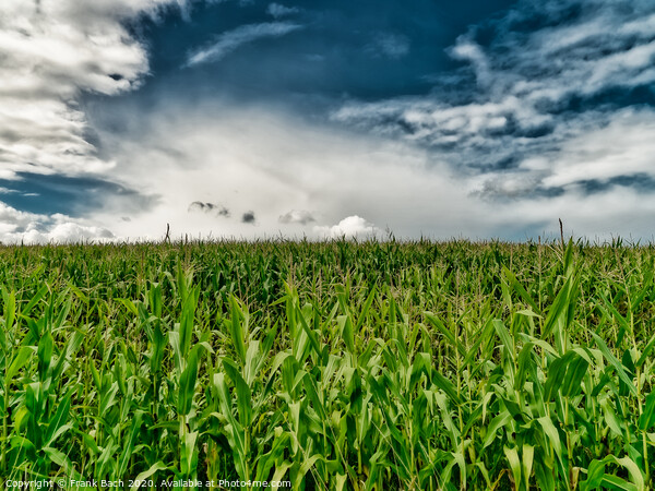 Fields with corn at Gendarmstien in Jutland, Denmark Picture Board by Frank Bach