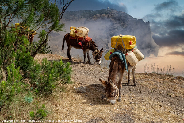Donkeys carrying water in the higlands on Sao Antao, Cape Verde Islands Picture Board by Frank Bach