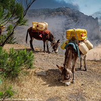 Buy canvas prints of Donkeys carrying water in the higlands on Sao Antao, Cape Verde Islands by Frank Bach